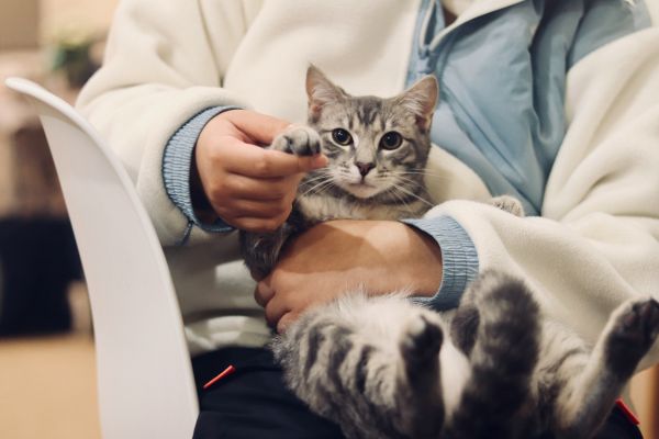 Caring for pets: essential insights and resources for animal welfare