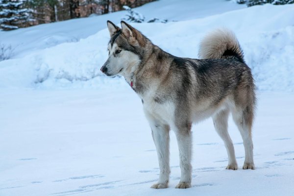 What are the key considerations for winter care for an Alaskan Malamute?