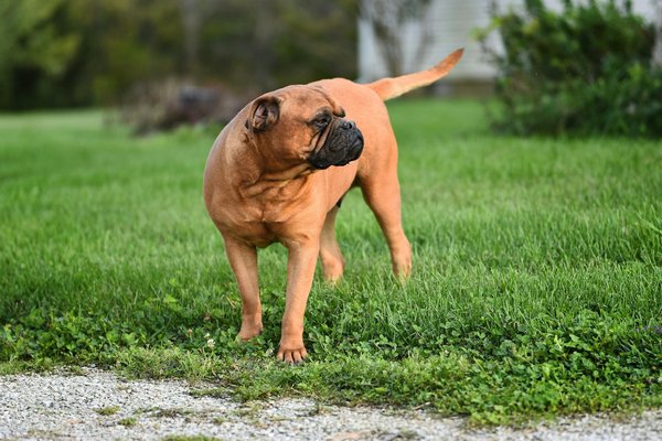 What are the necessary steps to prepare a Bullmastiff for a therapy dog certification?