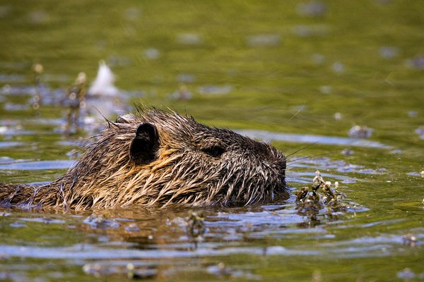 How has the reintroduction of beavers to UK rivers affected local ecosystems?