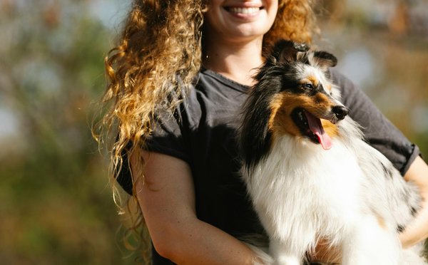 What is the correct way to apply topical flea treatment on a Shetland Sheepdog?