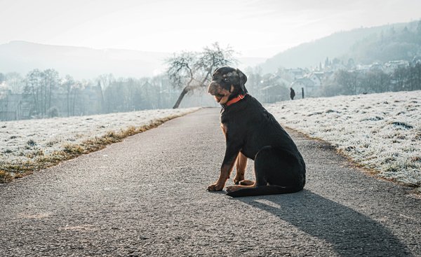 Can Jack Russell Terriers excel in dog agility competitions?